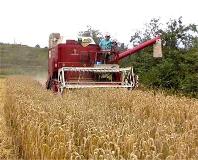 Futter für ihre Hühner
