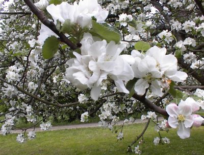 Winterrambour in der Blüte