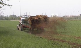 Kopfduengung Sommerweizen