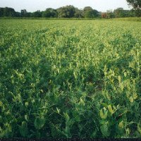 Futter für ihre Hühner