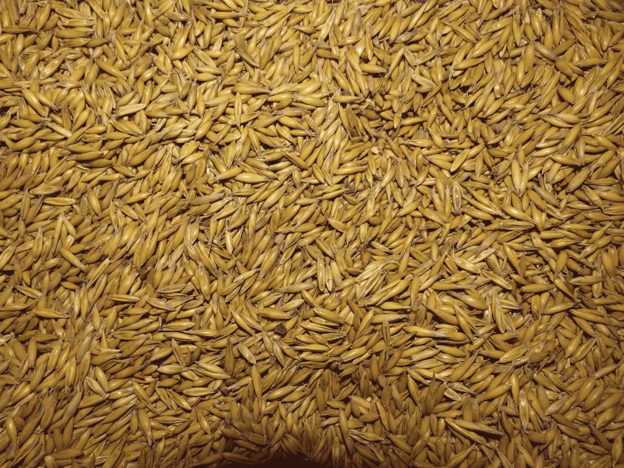 Futter für ihre Hühner