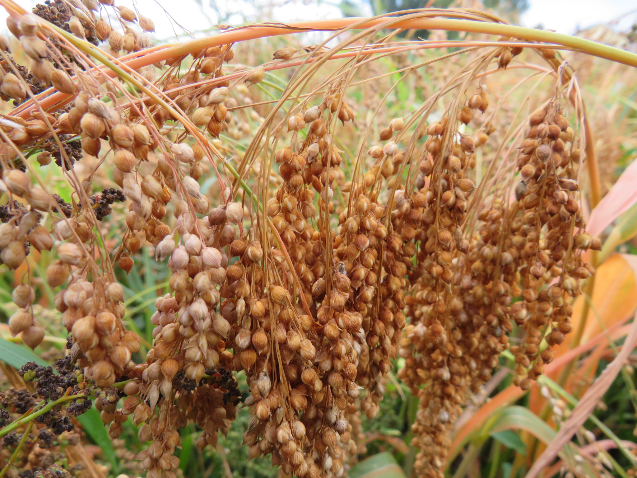 Futter für ihre Hühner