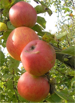 Leider noch kein Bild verf�gbar